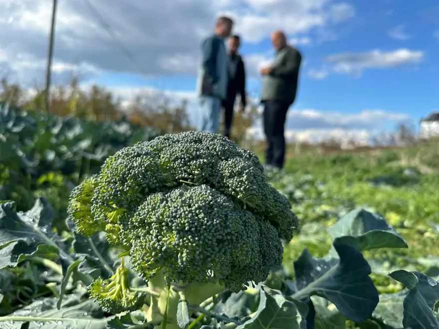 LODOS PİYASADA ARZI ARTIRDI

 3