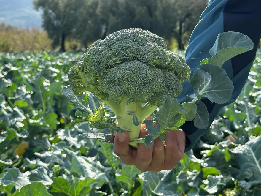 Tarlada 10, pazarda 70 lira;  50 kilometre ötede fiyat değişiyor 