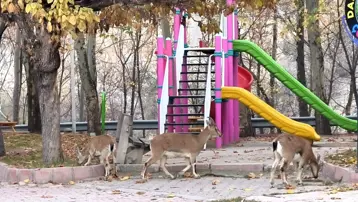 Çocuklar okula yaban keçileri oyun parkına gitti