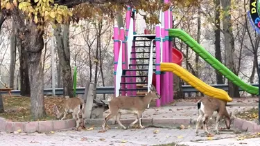 Çocuklar okula yaban keçileri oyun parkına gitti