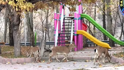 Çocuklar okula yaban keçileri oyun parkına gitti