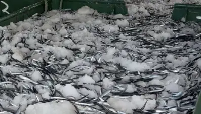 Yer gök hamsi oldu! Tesislerde, kamyonlarda yer kalmadı