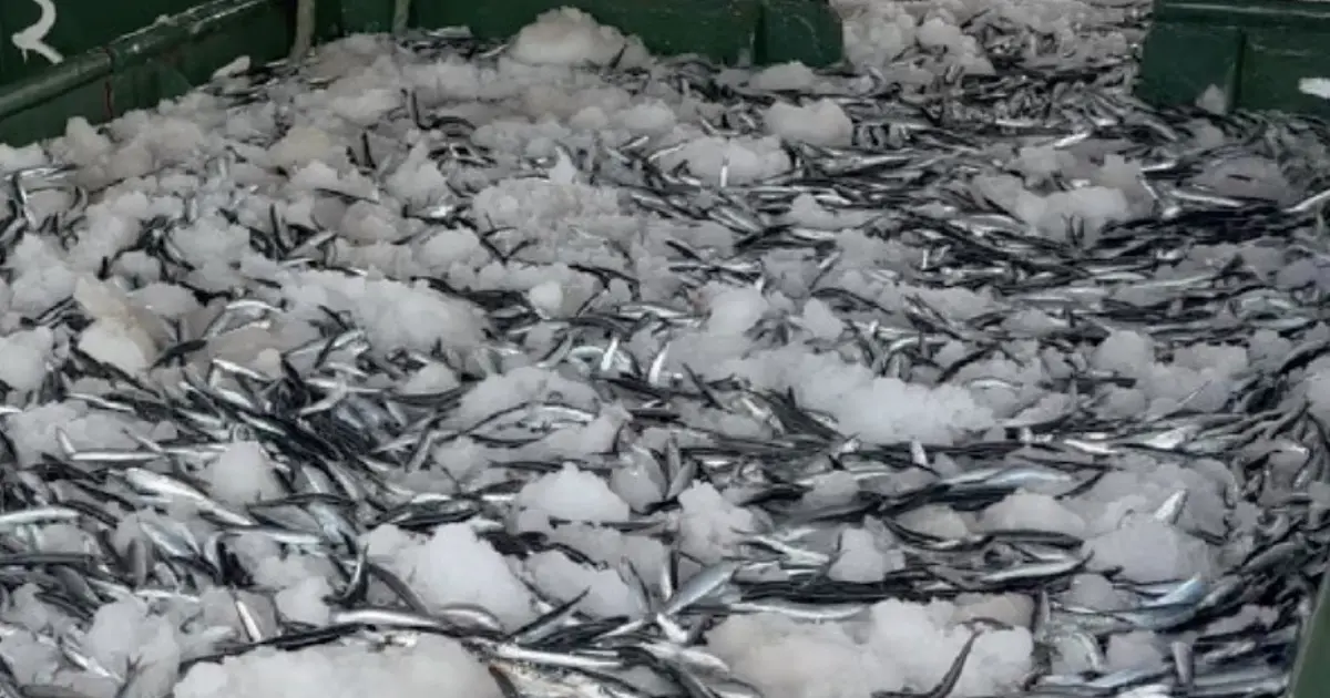 Yer gök hamsi oldu! Tesislerde, kamyonlarda yer kalmadı