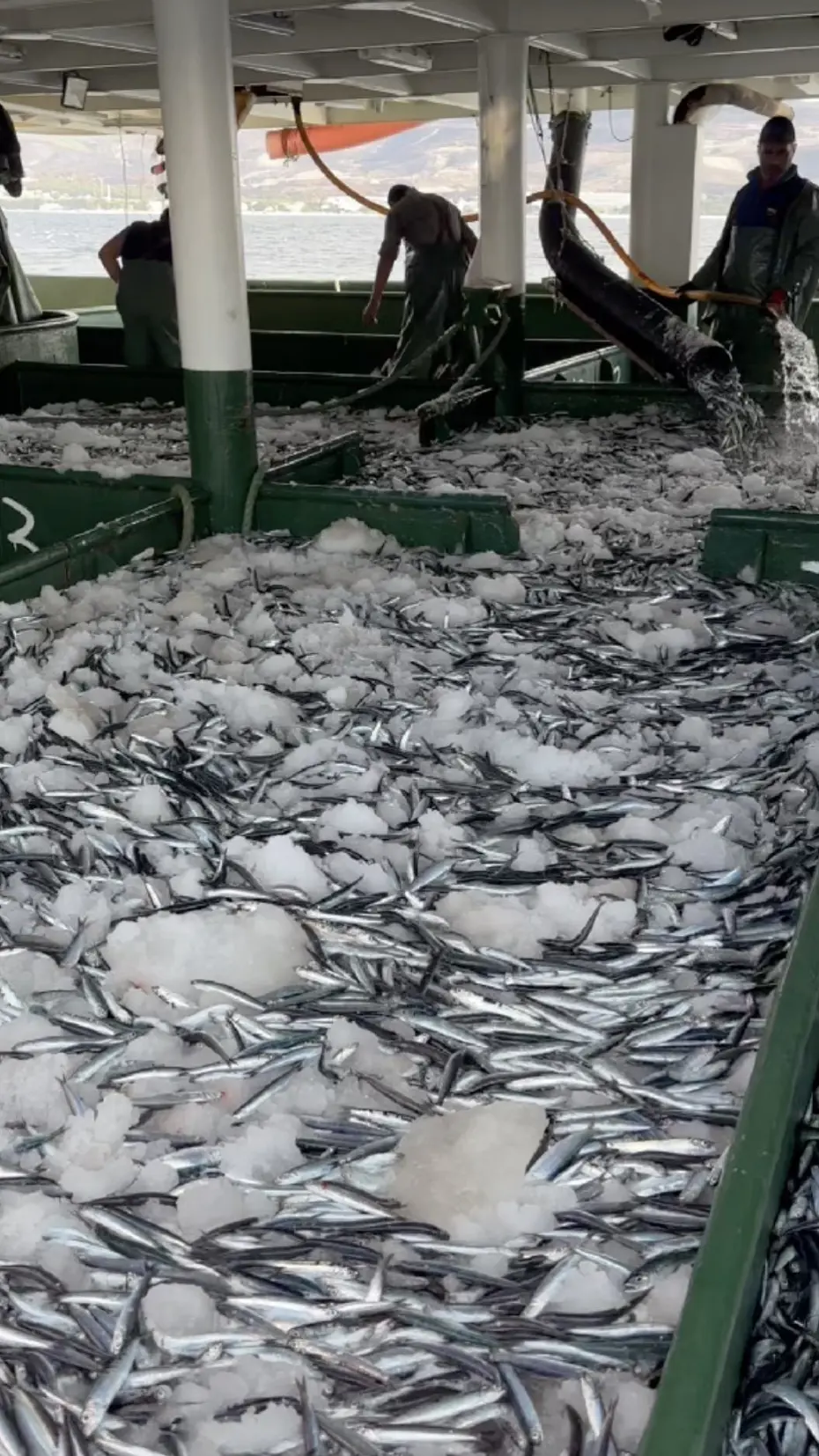 Yer gök hamsi oldu! Tesislerde, kamyonlarda yer kalmadı