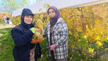 Aralık ayı gelmesine rağmen üzüm hasadı devam ediyor