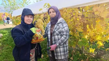 Aralık ayı gelmesine rağmen üzüm hasadı devam ediyor