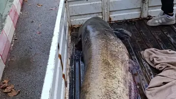 65 kiloluk dev balık, görenleri şaşkına çevirdi