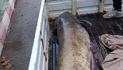 65 kiloluk dev balık, görenleri şaşkına çevirdi