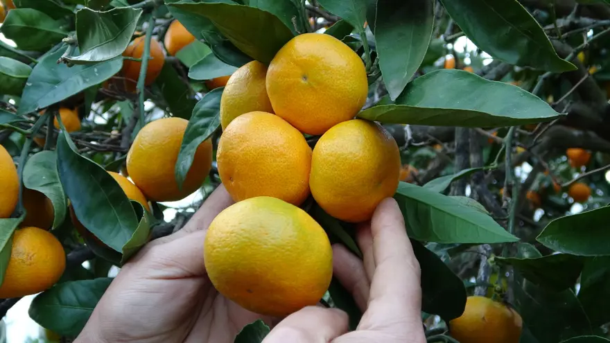 Şifa deposu besinin hasadı başladı, pazarda kilosu 20 liraya satılıyor 2 Şifa deposu besinin hasadı başladı, pazarda kilosu 20 liraya satılıyor 2