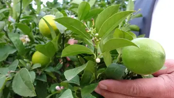 Şifa deposu besinin hasadı başladı, pazarda kilosu 20 liraya satılıyor