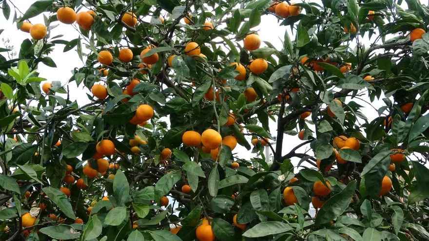 Şifa deposu besinin hasadı başladı, pazarda kilosu 20 liraya satılıyor Şifa deposu besinin hasadı başladı, pazarda kilosu 20 liraya satılıyor