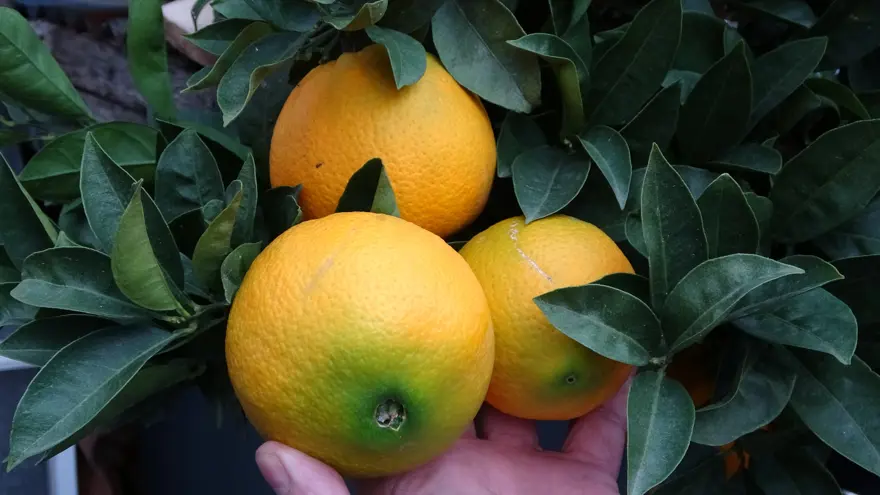 Şifa deposu besinin hasadı başladı, pazarda kilosu 20 liraya satılıyor 1 Şifa deposu besinin hasadı başladı, pazarda kilosu 20 liraya satılıyor 1