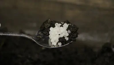 Pandemi döneminde üretime başladı, değeri yeterince bilinmiyor. Trabzon'dan dünyaya satılıyor