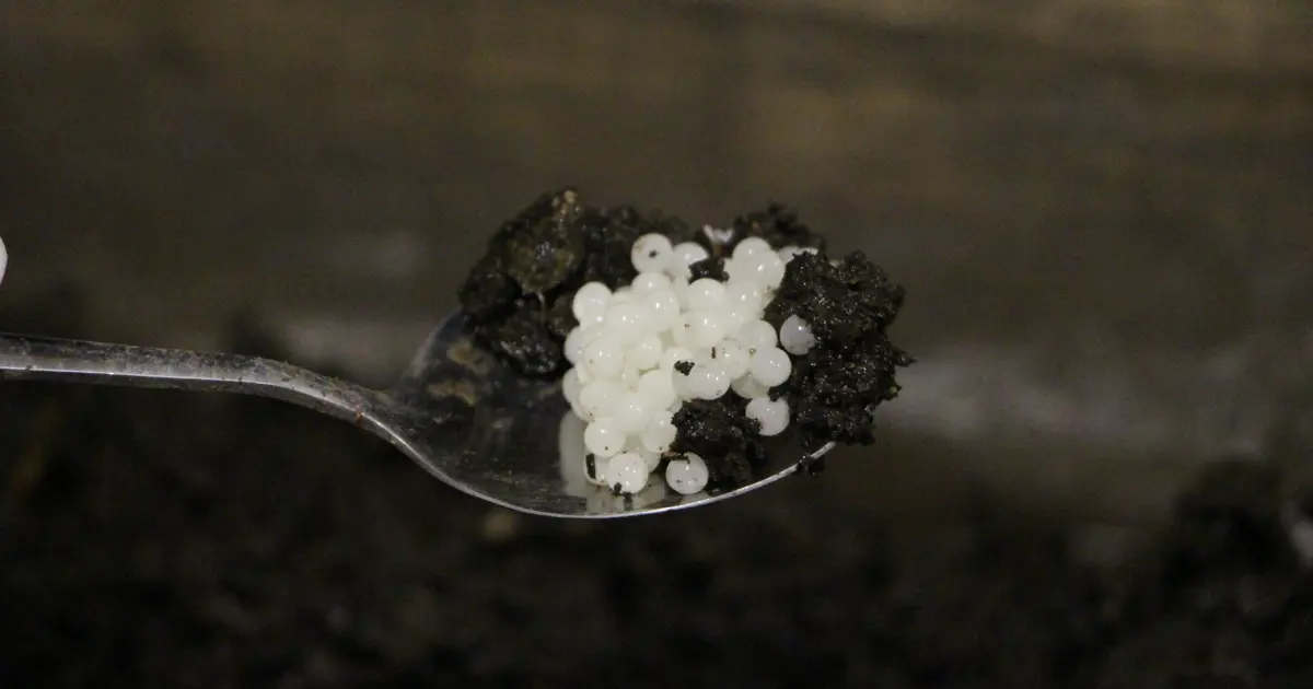 Pandemi döneminde üretime başladı, değeri yeterince bilinmiyor. Trabzon'dan dünyaya satılıyor