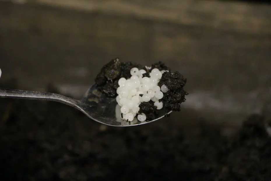 Pandemi döneminde üretime başladı, değeri yeterince bilinmiyor. Trabzon'dan dünyaya satılıyor