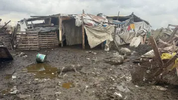 İstanbul'da sokak köpekleri çiftliğe saldırdı, 10 koyun öldü