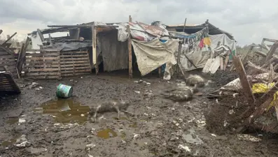 İstanbul'da sokak köpekleri çiftliğe saldırdı, 10 koyun öldü