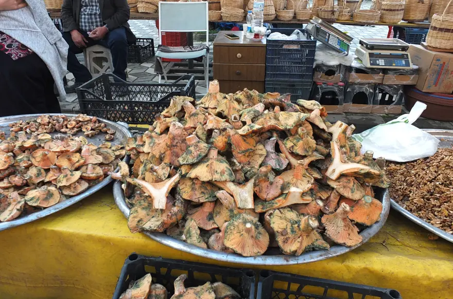 Yağmur yağınca dağlarda fışkırdı; Geçim kaynağı oldu, toplayıp pazara getiriyorlar 2