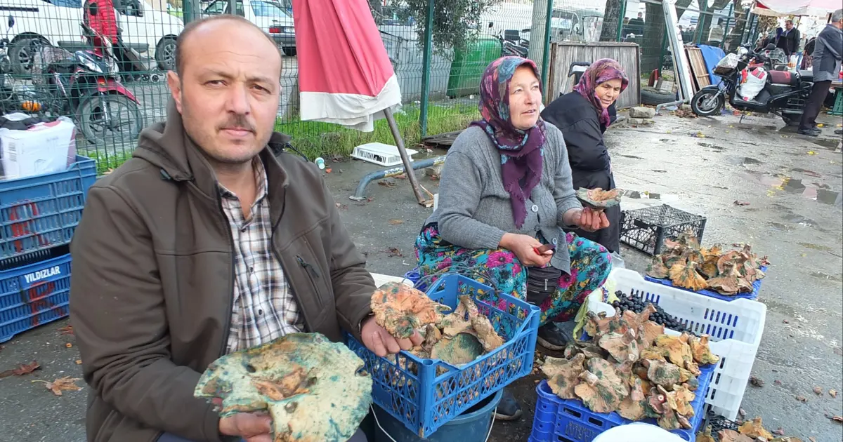 Yağmur yağınca dağlarda fışkırdı; Geçim kaynağı oldu, toplayıp pazara getiriyorlar