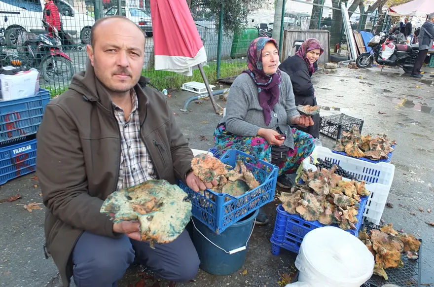 Yağmur yağınca dağlarda fışkırdı; Geçim kaynağı oldu, toplayıp pazara getiriyorlar 