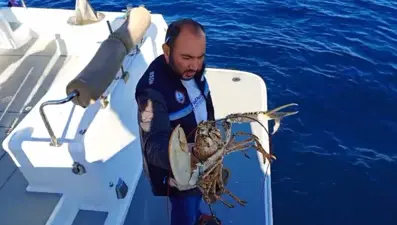 Çanakkale'de 525 kilo balığa el konuldu