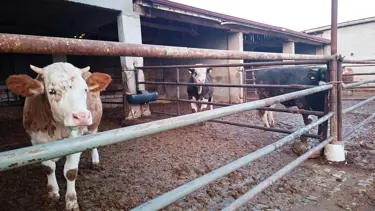 Kütahya'da şap karantinası yeniden başladı 