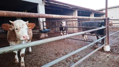 Kütahya'da şap karantinası yeniden başladı 