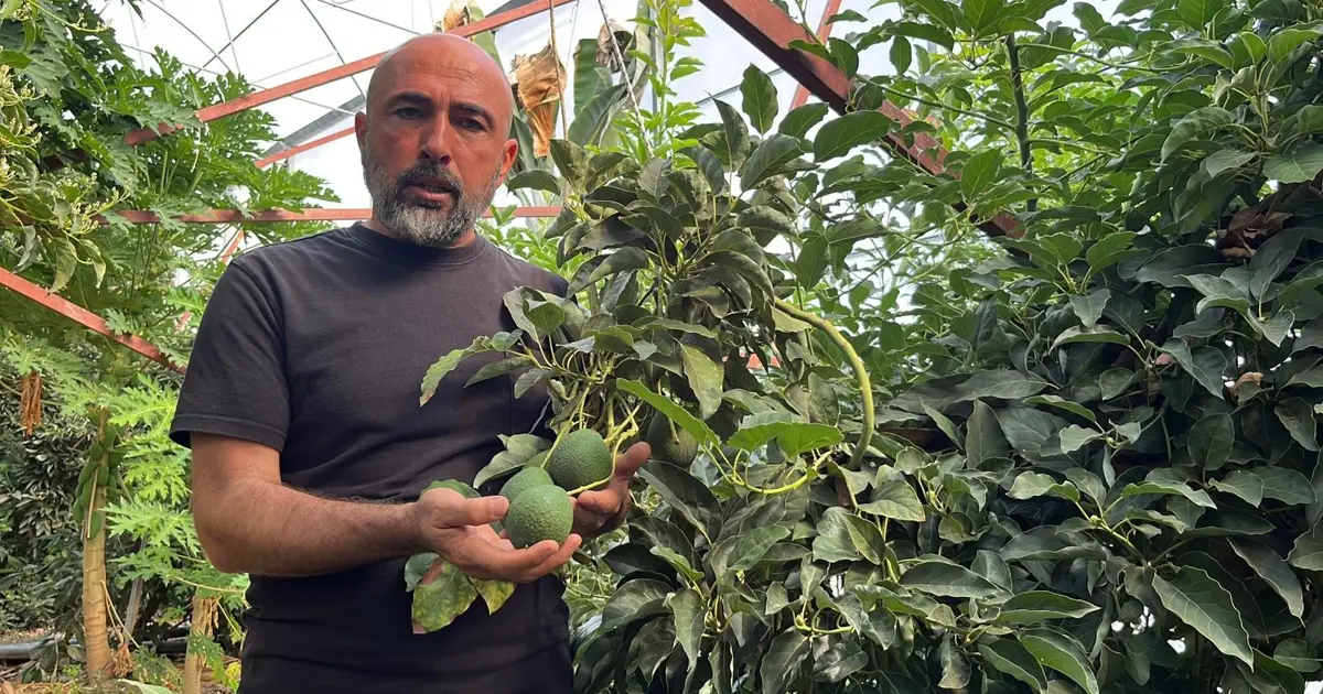 Kilosu 110 liraya satılıyor, yurt dışından yoğun talep var