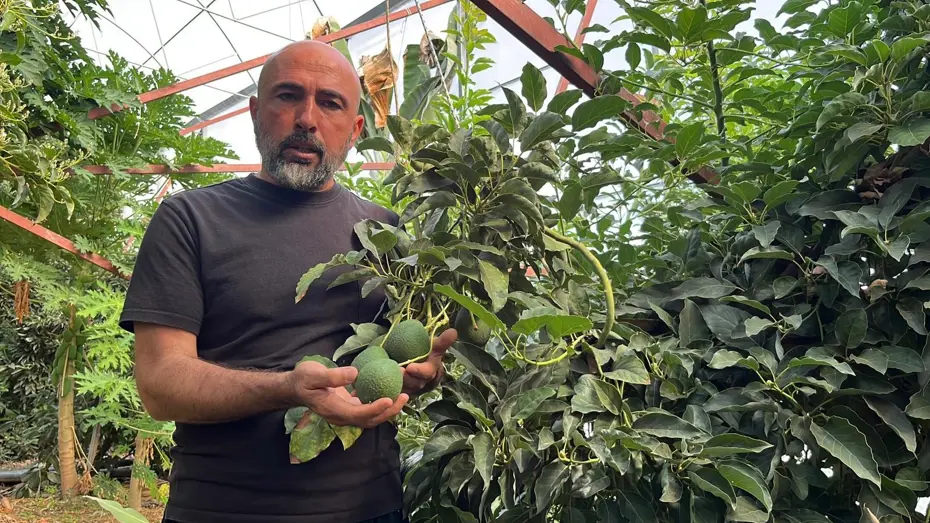 Kilosu 110 liraya satılıyor, yurt dışından yoğun talep var