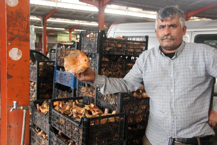 Halk arasında "çam melkisi" olarak biliniyor. Köylünün gelir kapısı, bu yıl çok var 1