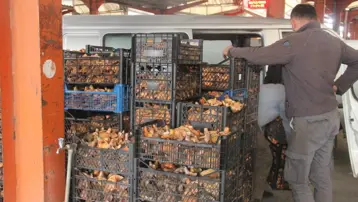 Halk arasında "çam melkisi" olarak biliniyor. Köylünün gelir kapısı, bu yıl çok var