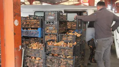 Halk arasında &quot;çam melkisi&quot; olarak biliniyor. Köylünün gelir kapısı, bu yıl çok var