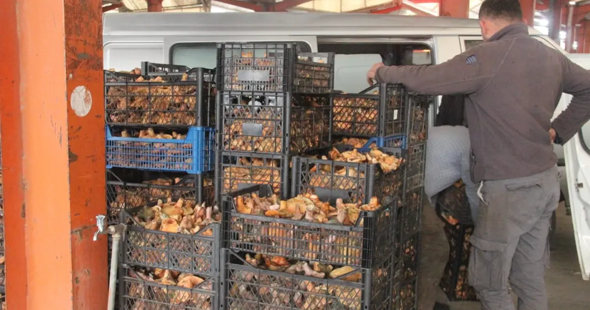 Halk arasında "çam melkisi" olarak biliniyor. Köylünün gelir kapısı, bu yıl çok var