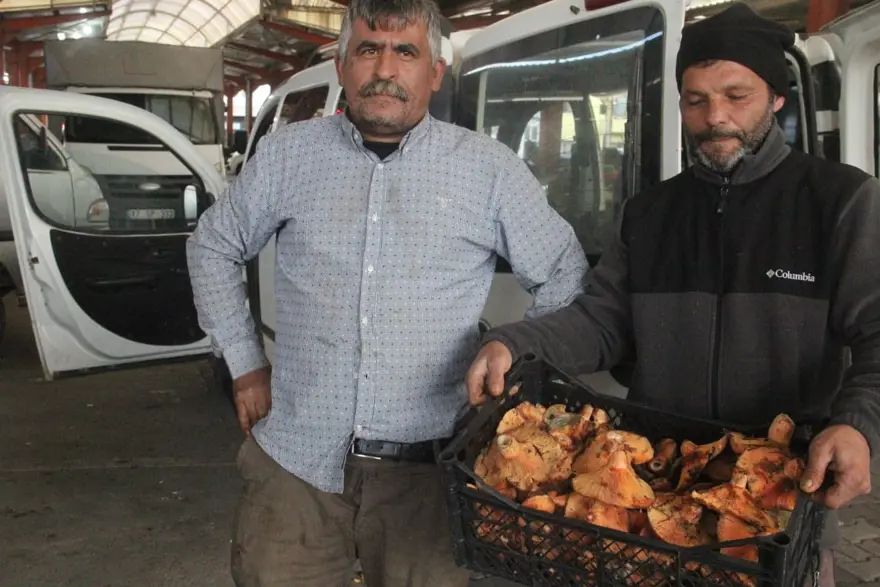 Halk arasında "çam melkisi" olarak biliniyor. Köylünün gelir kapısı, bu yıl çok var 3