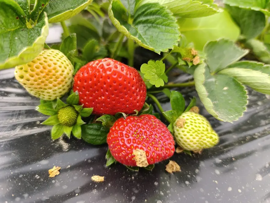 Kışın da üretimi devam ediyor, kilosu 200 liradan başlıyor 2
