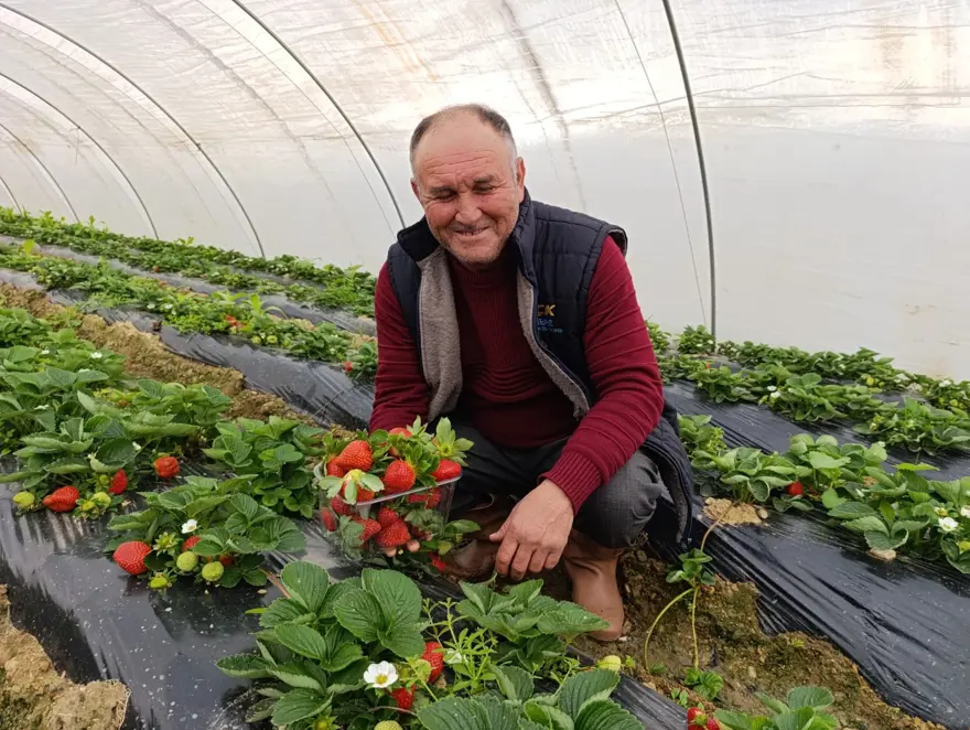 Kışın da üretimi devam ediyor, kilosu 200 liradan başlıyor 1