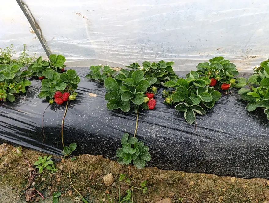 Kışın da üretimi devam ediyor, kilosu 200 liradan başlıyor 