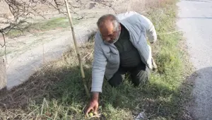 Vadilerde yetişen doğal antioksidan 