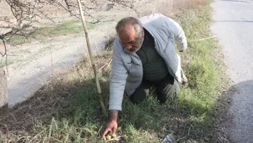 Bir avuç yiyen kendini dinç hissediyormuş. Vadi kenarlarında yetişen doğal antioksidan 