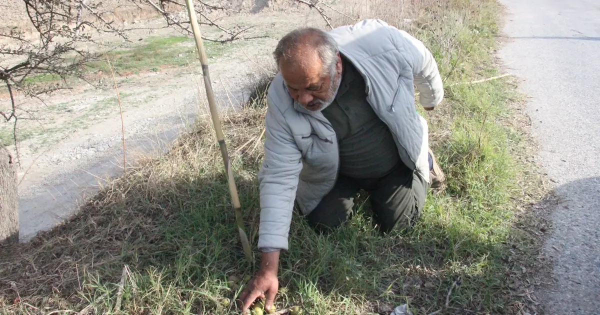 Bir avuç yiyen kendini dinç hissediyormuş. Vadi kenarlarında yetişen doğal antioksidan