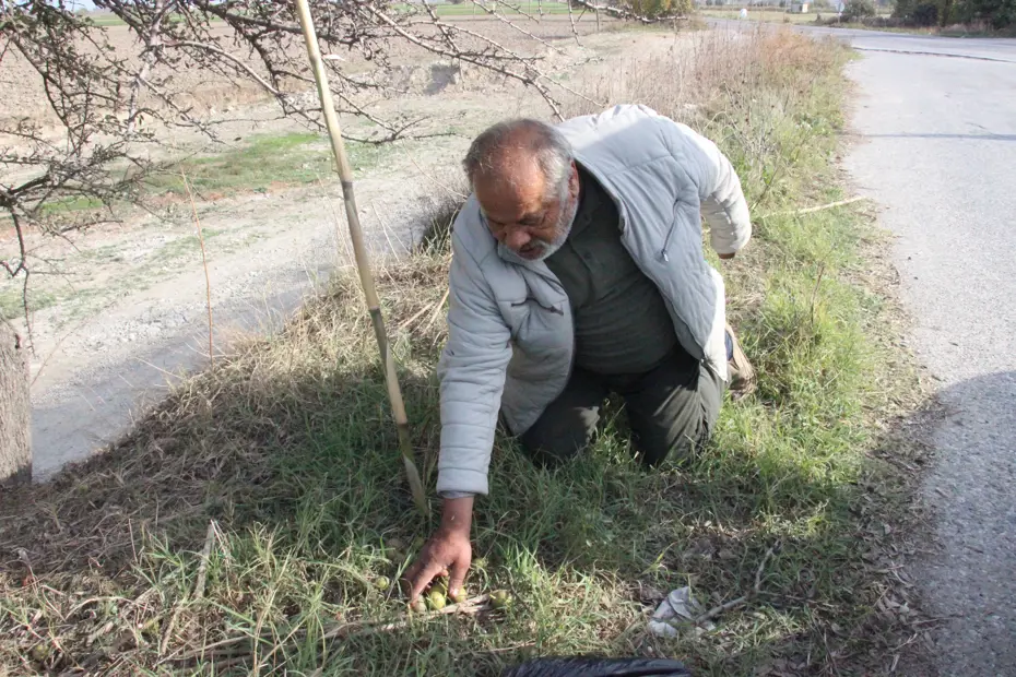 Bir avuç yiyen kendini dinç hissediyormuş. Vadi kenarlarında yetişen doğal antioksidan 