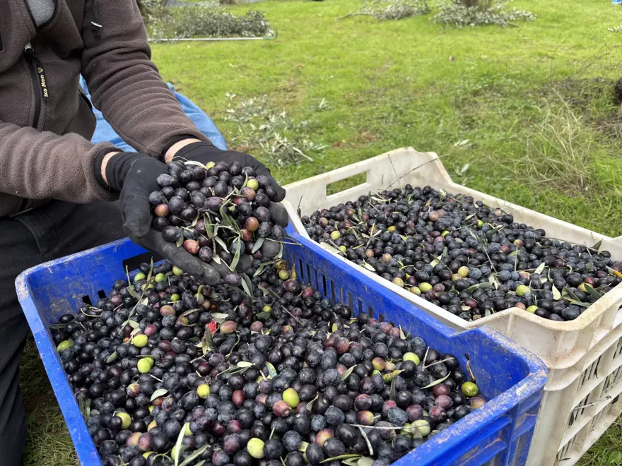 Burada 160 lira marketlerde 500 lira. Hasat bitti, fabrikalarda işleniyor 2 Burada 160 lira marketlerde 500 lira. Hasat bitti, fabrikalarda işleniyor 2