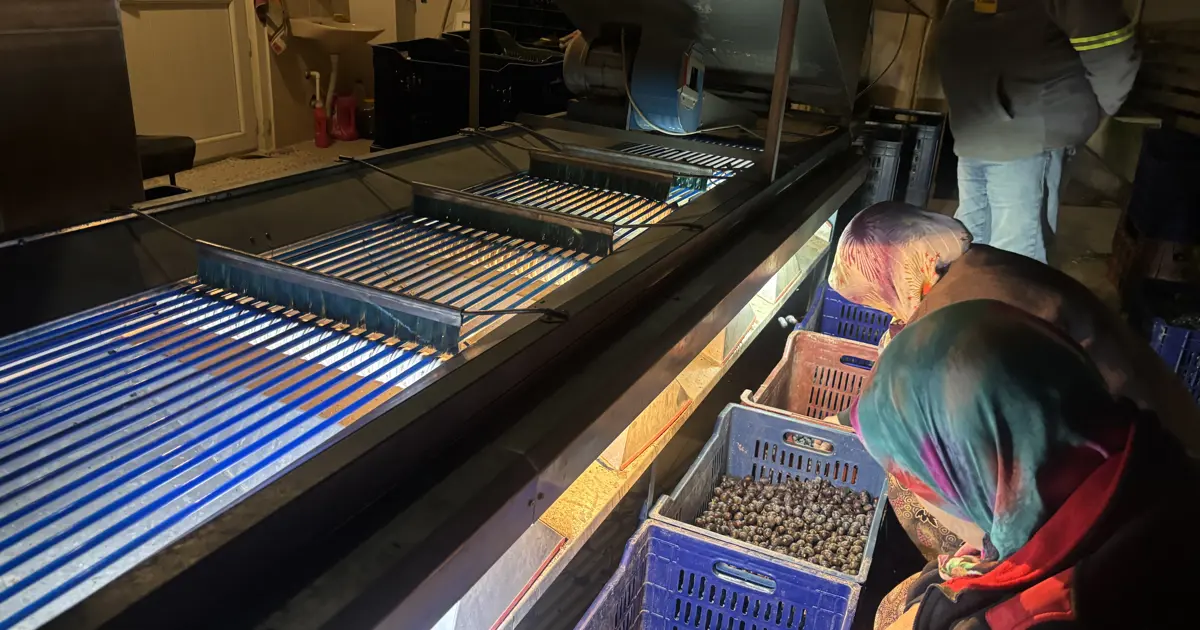 Burada 160 lira marketlerde 500 lira. Hasat bitti, fabrikalarda işleniyor