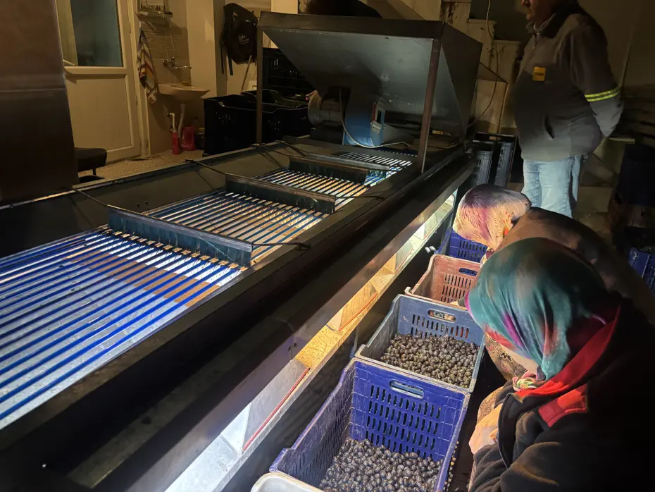 Burada 160 lira marketlerde 500 lira. Hasat bitti, fabrikalarda işleniyor