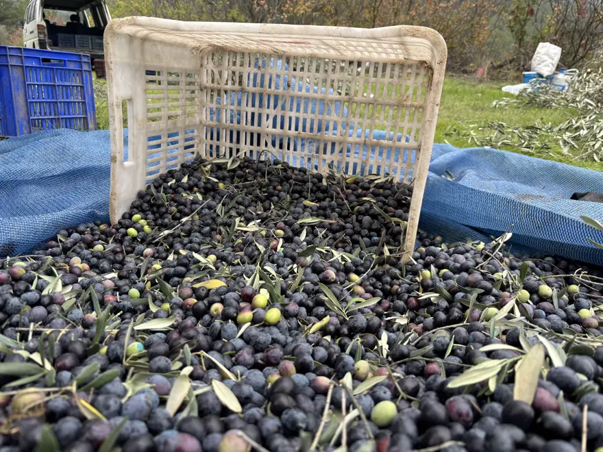 Burada 160 lira marketlerde 500 lira. Hasat bitti, fabrikalarda işleniyor 1 Burada 160 lira marketlerde 500 lira. Hasat bitti, fabrikalarda işleniyor 1