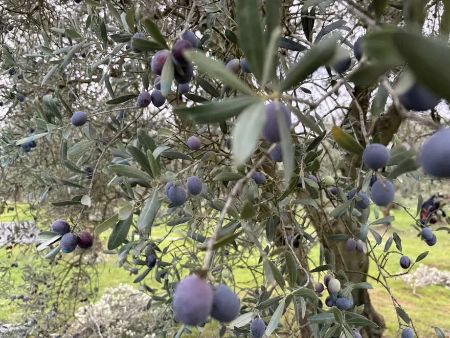 Burada 160 lira marketlerde 500 lira. Hasat bitti, fabrikalarda işleniyor 3 Burada 160 lira marketlerde 500 lira. Hasat bitti, fabrikalarda işleniyor 3