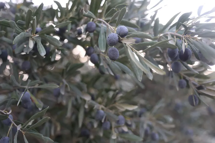 KURAKLIĞIN TARIMA ETKİLERİ  3