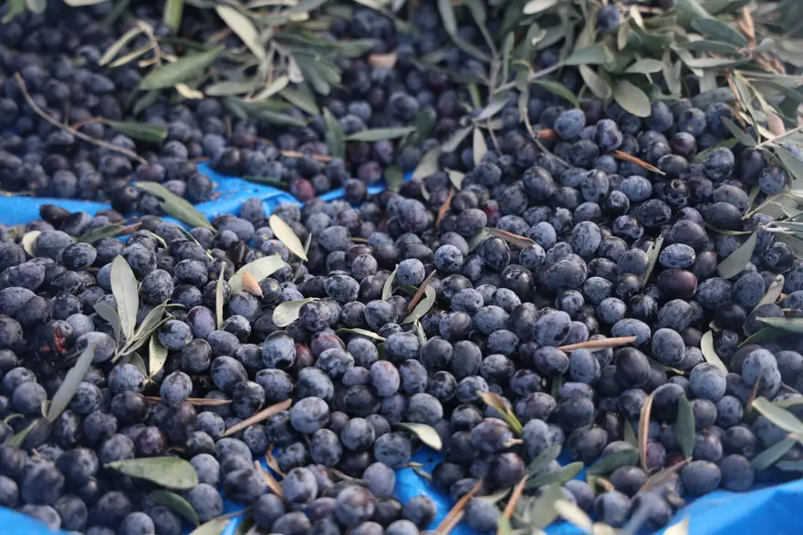 KİLOSU 200 LİRADAN SATIŞA SUNULACAK  2