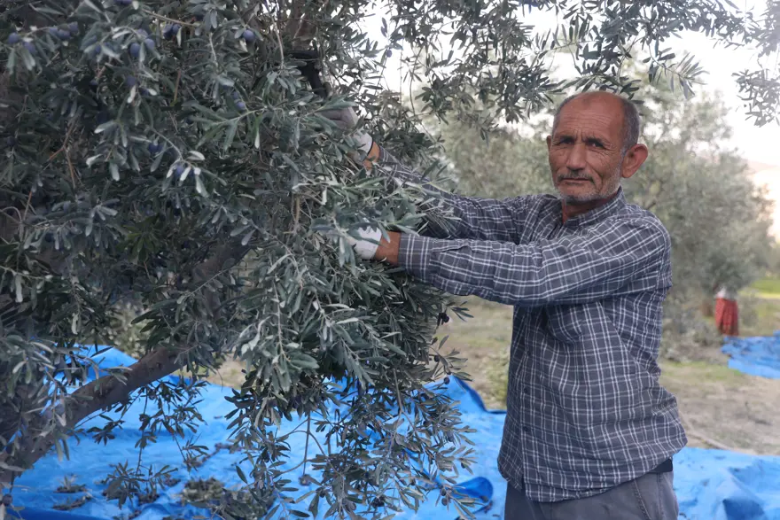 Kuraklık hasadı olumsuz etkiledi, kilosu 200 liradan satışa sunulacak 