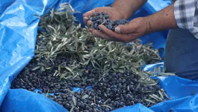 Kuraklık hasadı olumsuz etkiledi, kilosu 200 liradan satışa sunulacak